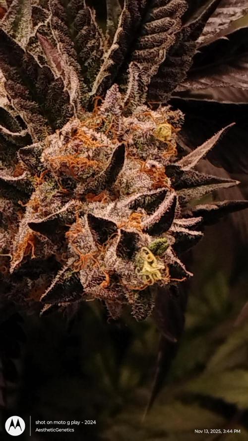 Pure bag appeal Gelato Gelato Gelato 49. Week 15