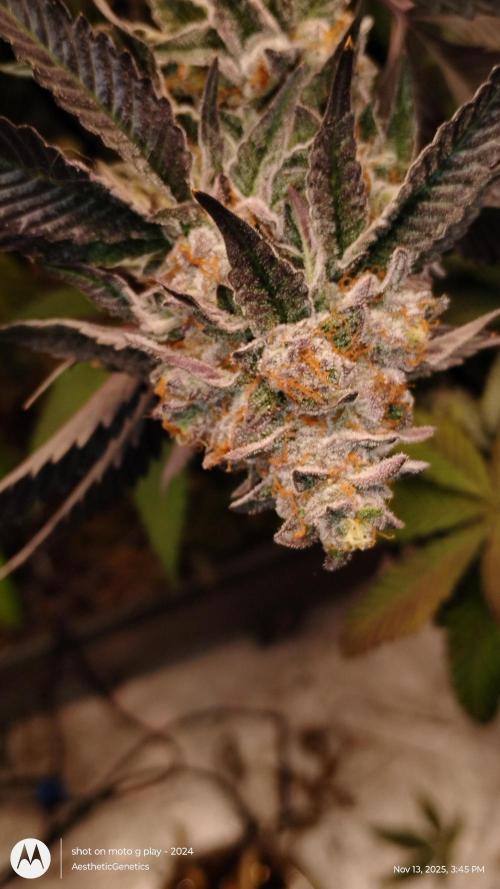 Pure bag appeal Gelato Gelato Gelato 49. Week 15