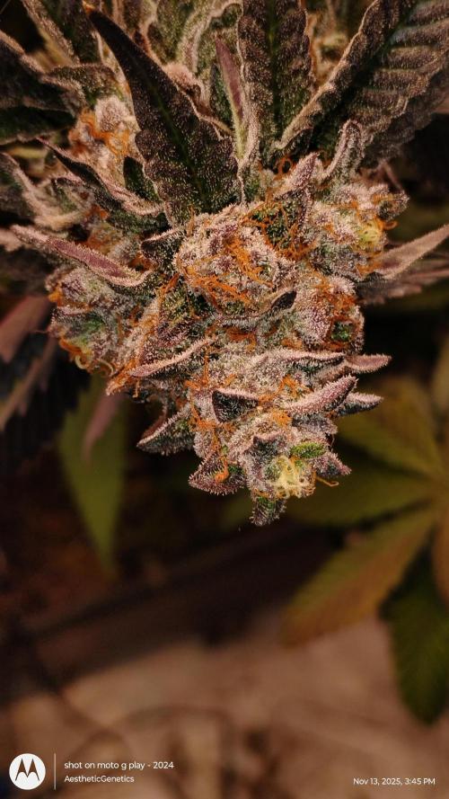 Pure bag appeal Gelato Gelato Gelato 49. Week 15