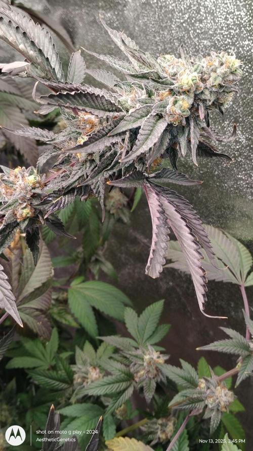 Pure bag appeal Gelato Gelato Gelato 49. Week 15