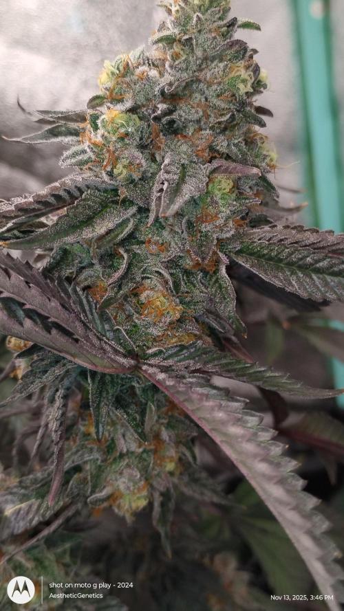 Pure bag appeal Gelato Gelato Gelato 49. Week 15