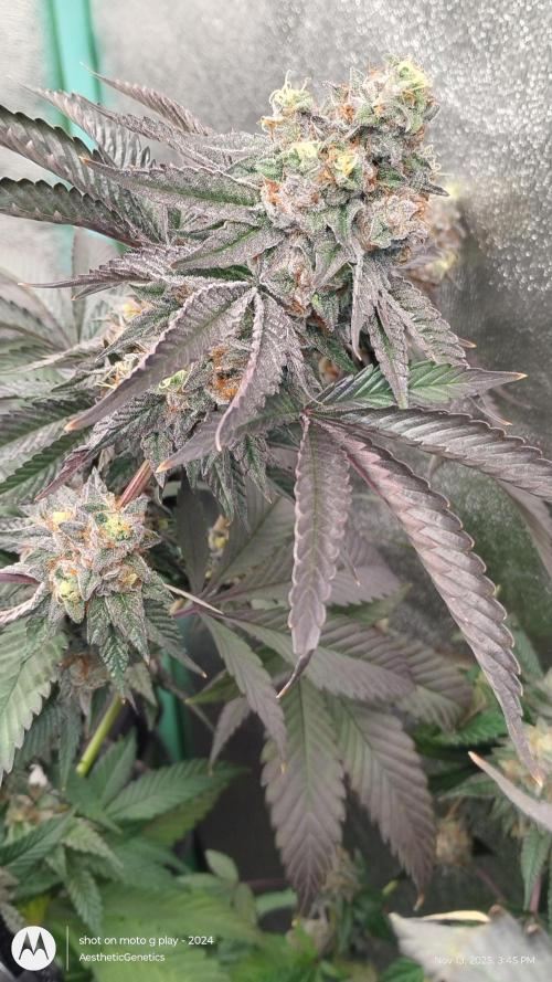 Pure bag appeal Gelato Gelato Gelato 49. Week 15