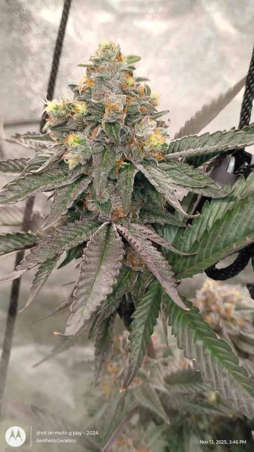 Pure bag appeal Gelato Gelato Gelato 49. Week 15