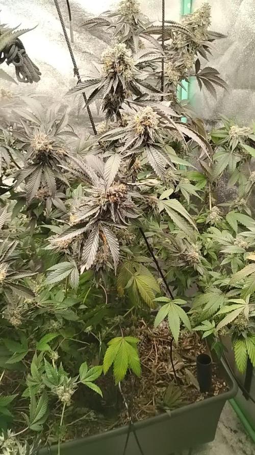 Pure bag appeal Gelato Gelato Gelato 49