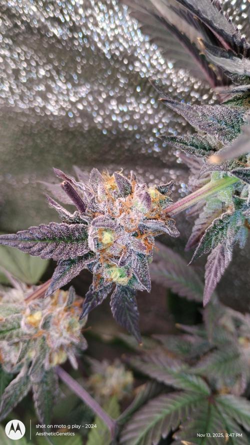 Pure bag appeal Gelato Gelato Gelato 49. Week 15