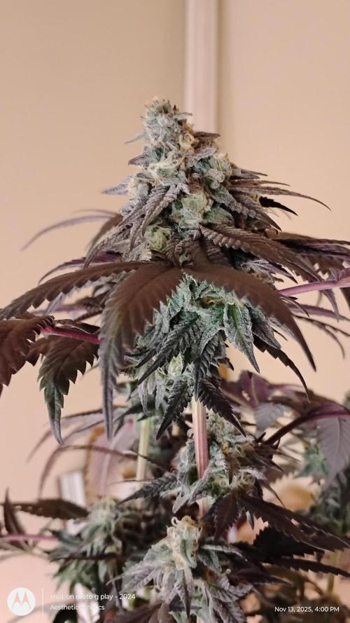 Purple Chrome 💜 (round 2). Week 11