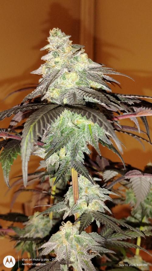 Purple Chrome 💜 (round 2). Week 11