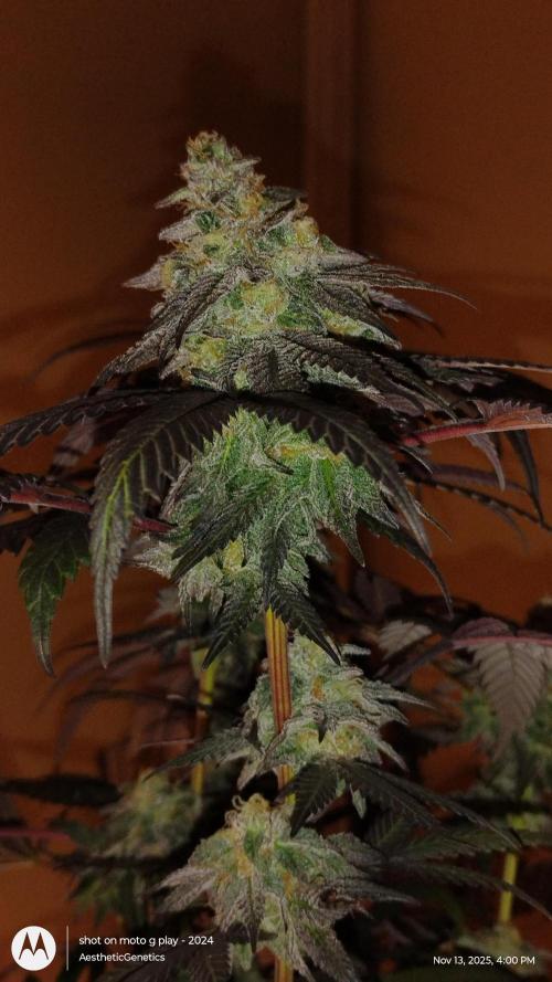 Purple Chrome 💜 (round 2). Week 11