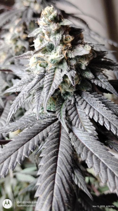 Purple Chrome 💜 (round 2). Week 11