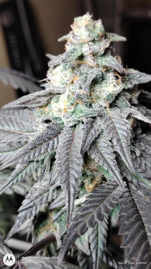 Purple Chrome 💜 (round 2). Week 11