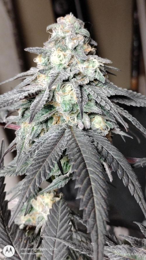 Purple Chrome 💜 (round 2). Week 11