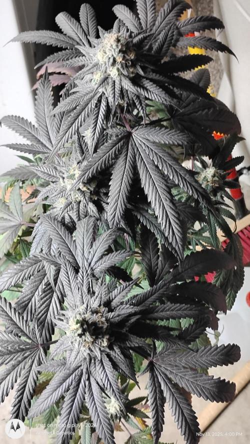 Purple Chrome 💜 (round 2). Week 11