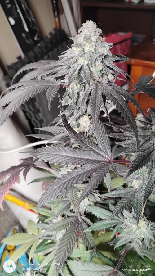 Purple Chrome 💜 (round 2). Week 11