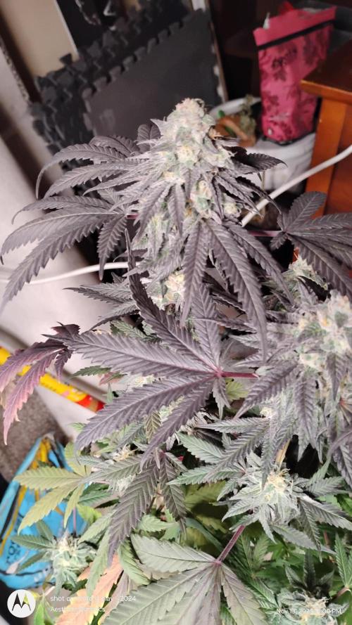 Purple Chrome 💜 (round 2). Week 11