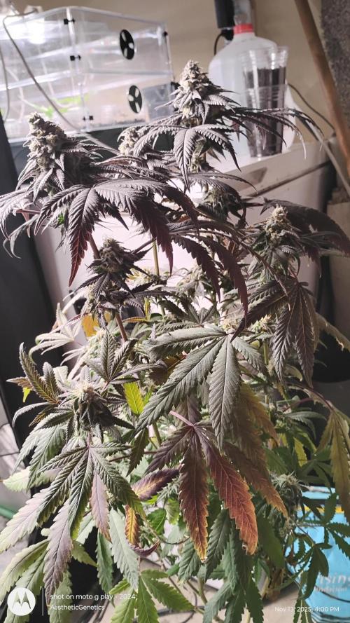 Purple Chrome 💜 (round 2). Week 11