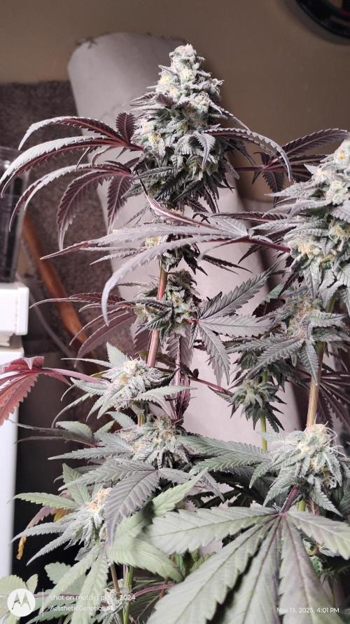 Purple Chrome 💜 (round 2). Week 11