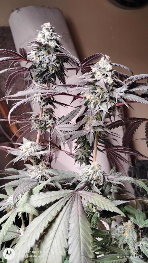 Purple Chrome 💜 (round 2). Week 11