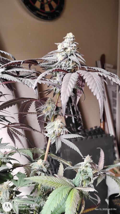 Purple Chrome 💜 (round 2). Week 11