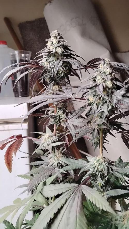 Purple Chrome 💜 (round 2)