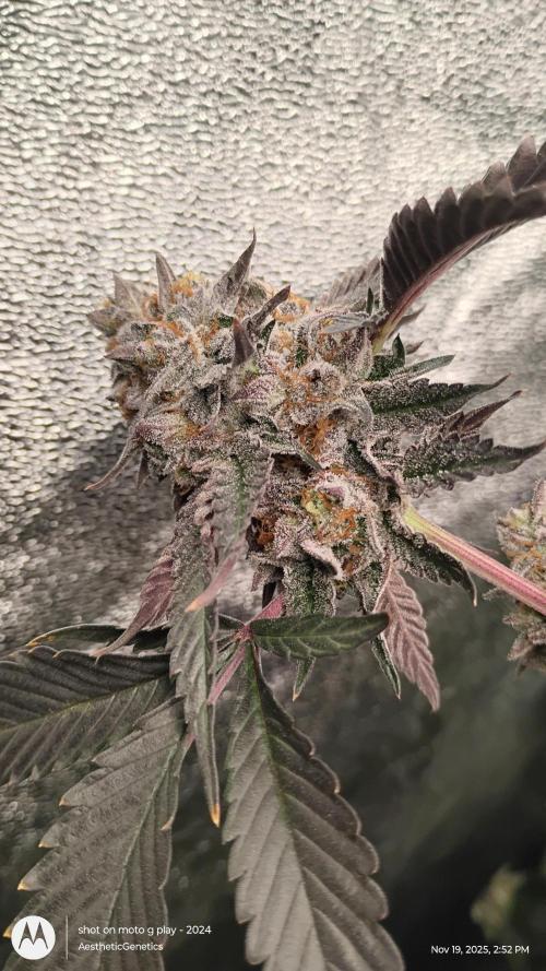 Pure bag appeal Gelato Gelato Gelato 49. Week 16