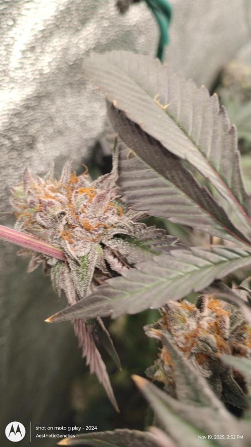 Pure bag appeal Gelato Gelato Gelato 49. Week 16