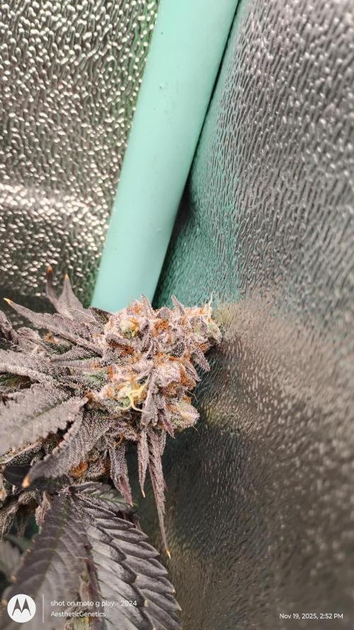 Pure bag appeal Gelato Gelato Gelato 49. Week 16