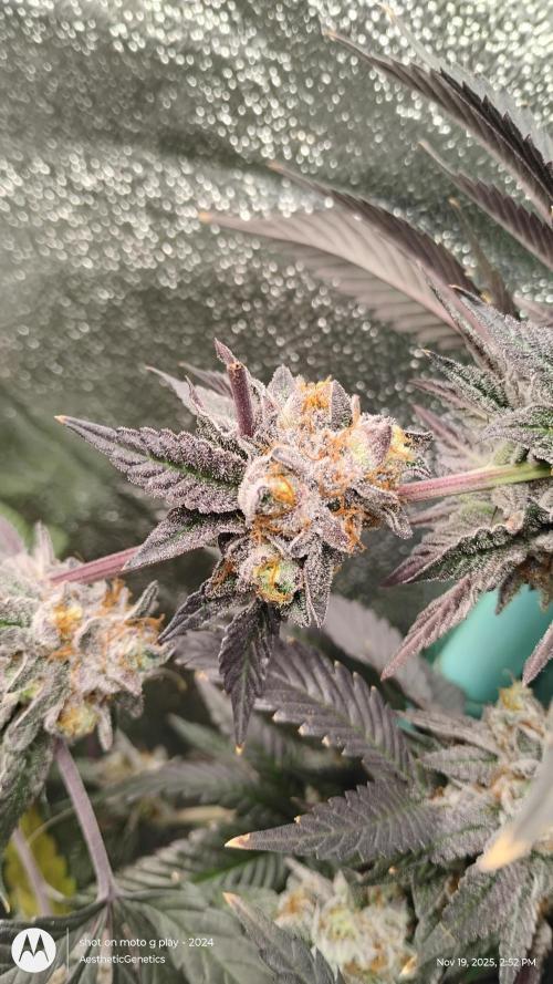 Pure bag appeal Gelato Gelato Gelato 49. Week 16