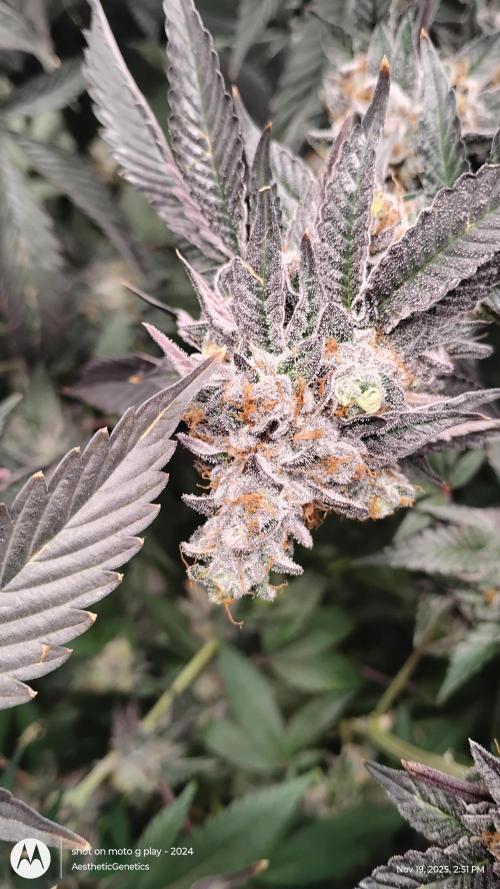 Pure bag appeal Gelato Gelato Gelato 49. Week 16