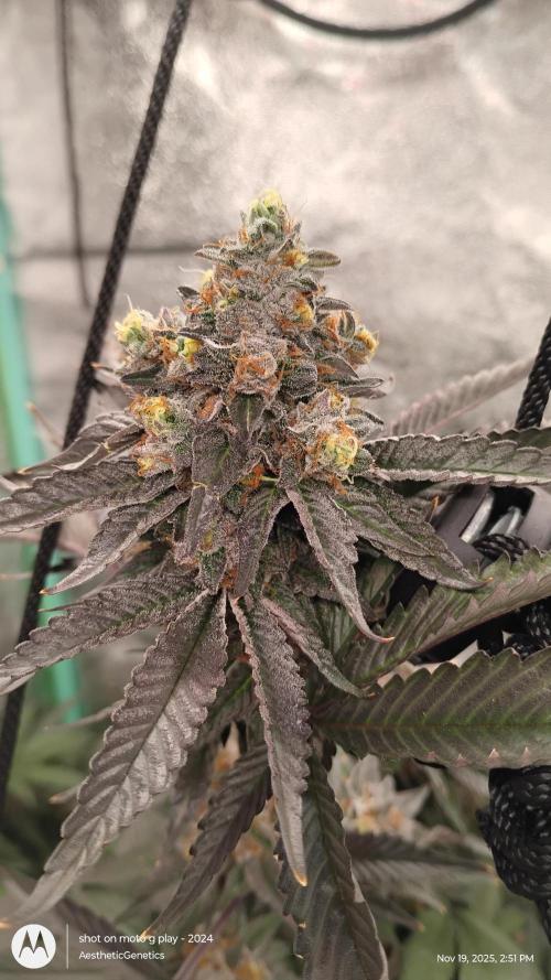 Pure bag appeal Gelato Gelato Gelato 49. Week 16