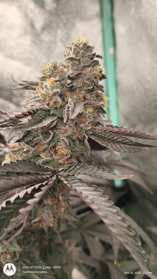 Pure bag appeal Gelato Gelato Gelato 49. Week 16