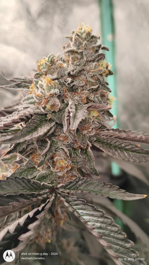 Pure bag appeal Gelato Gelato Gelato 49. Week 16