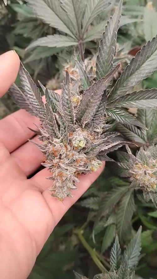 Pure bag appeal Gelato Gelato Gelato 49