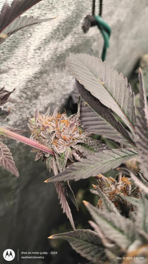 Pure bag appeal Gelato Gelato Gelato 49. Week 16