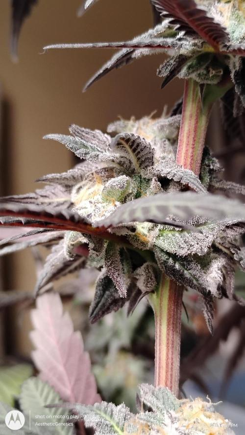 Purple Chrome 💜 (round 2). Week 12