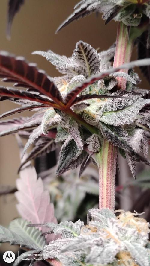 Purple Chrome 💜 (round 2). Week 12