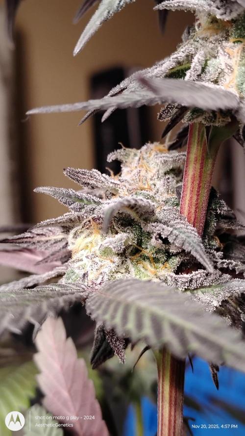 Purple Chrome 💜 (round 2). Week 12