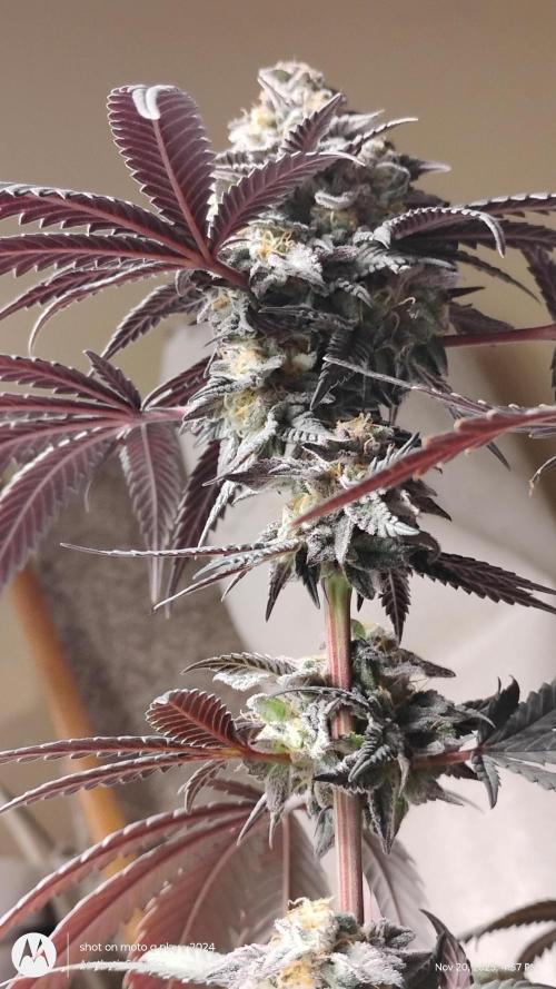 Purple Chrome 💜 (round 2). Week 12