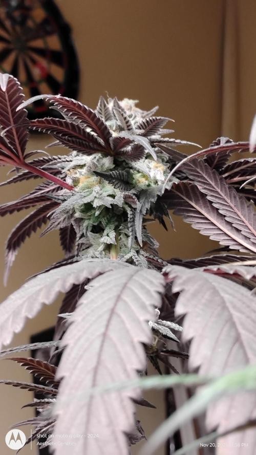 Purple Chrome 💜 (round 2). Week 12