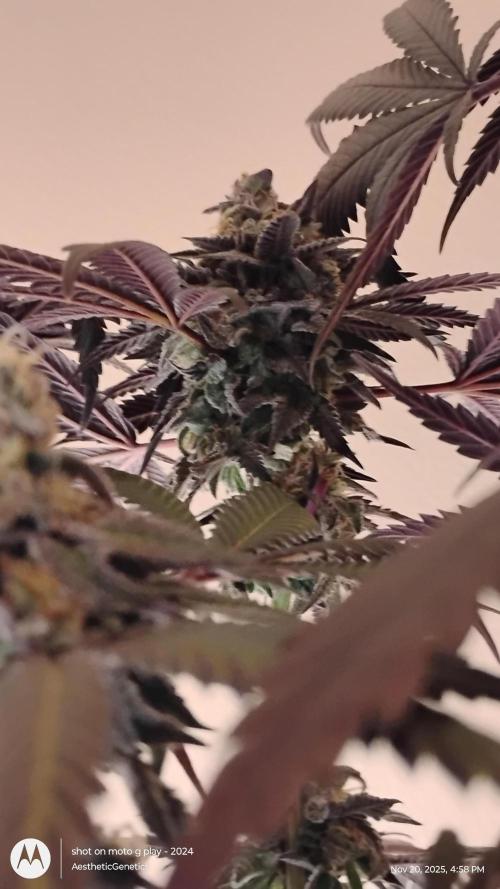 Purple Chrome 💜 (round 2). Week 12