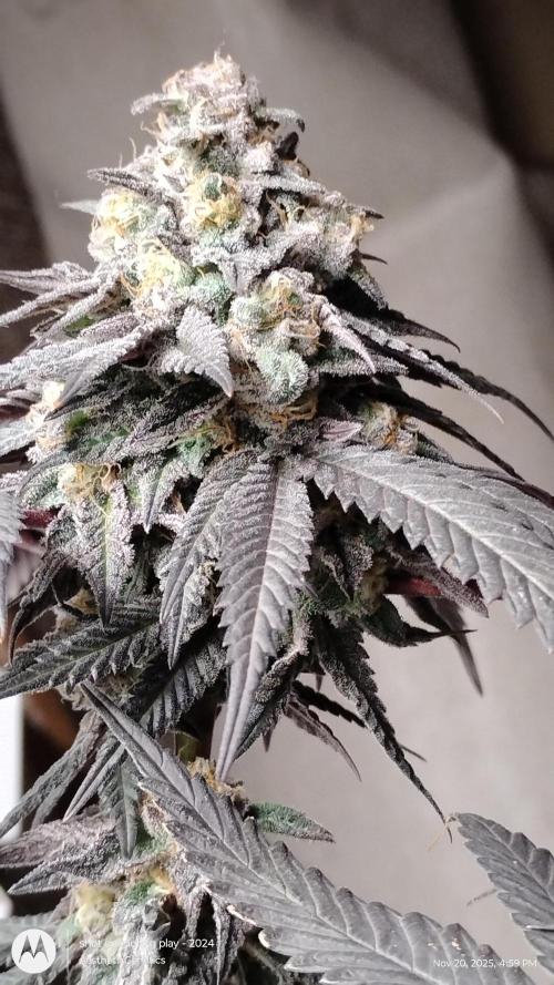 Purple Chrome 💜 (round 2). Week 12