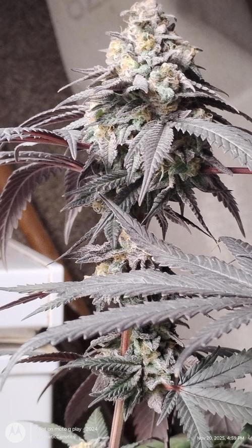 Purple Chrome 💜 (round 2). Week 12