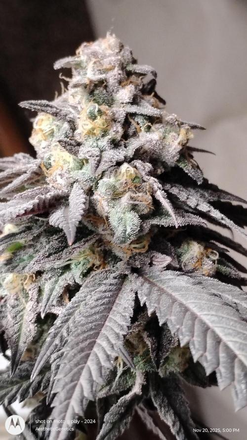 Purple Chrome 💜 (round 2). Week 12