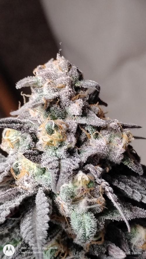 Purple Chrome 💜 (round 2). Week 12