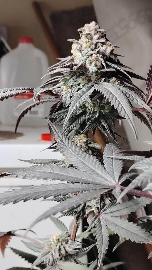 Purple Chrome 💜 (round 2)