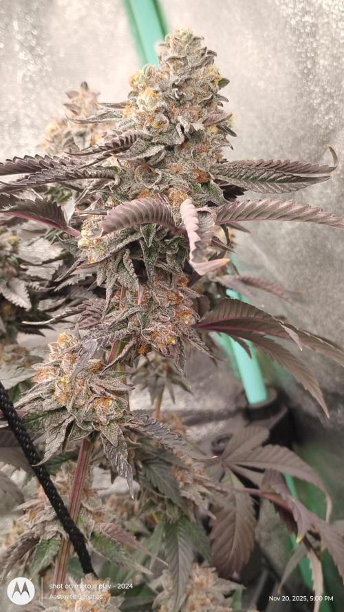 Pure bag appeal Gelato Gelato Gelato 49. Week 16