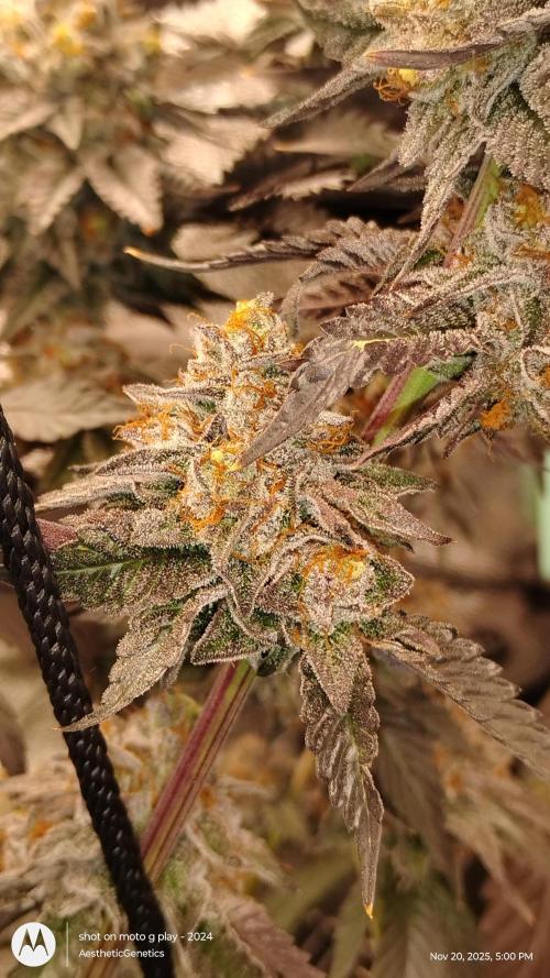 Pure bag appeal Gelato Gelato Gelato 49. Week 16