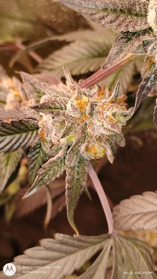 Pure bag appeal Gelato Gelato Gelato 49. Week 16