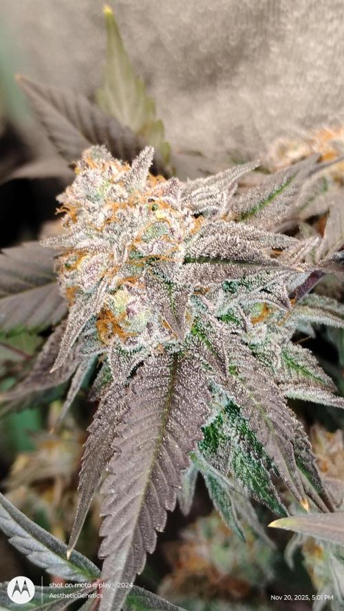 Pure bag appeal Gelato Gelato Gelato 49. Week 16