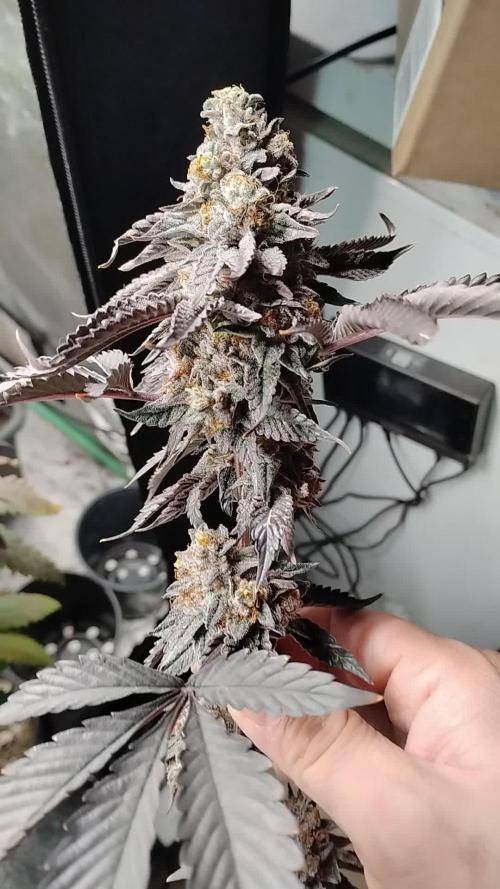 Pure bag appeal Gelato Gelato Gelato 49