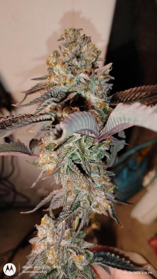 Pure bag appeal Gelato Gelato Gelato 49. Week 16